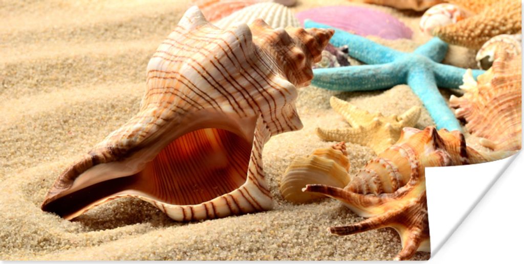 MuchoWow Poster Seesterne - Muscheln - Sand - Strand 120x60 cm - Bild
