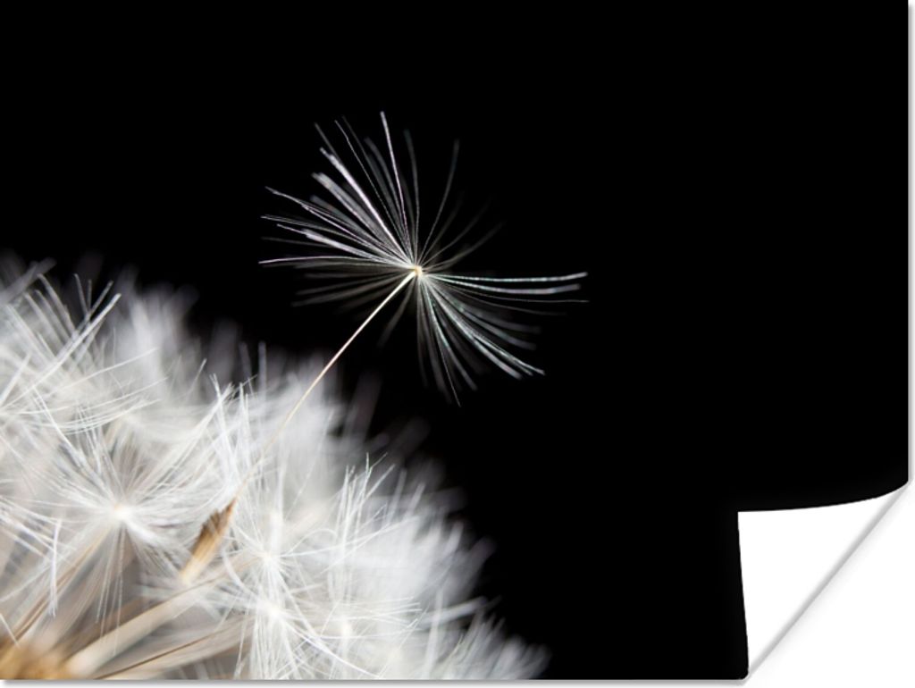 MuchoWow Poster Blume - Löwenzahn - Pflanze 160x120 cm - Foto Plakat