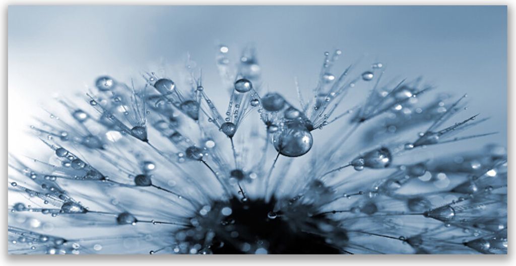 Glasbilder 120x60 Wandbild Druck auf Glas Pusteblume Pflanzen