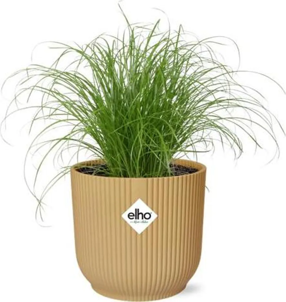 Cyperus alternifolius Zumula Ø 14 cm : la plante verte facile à arroser