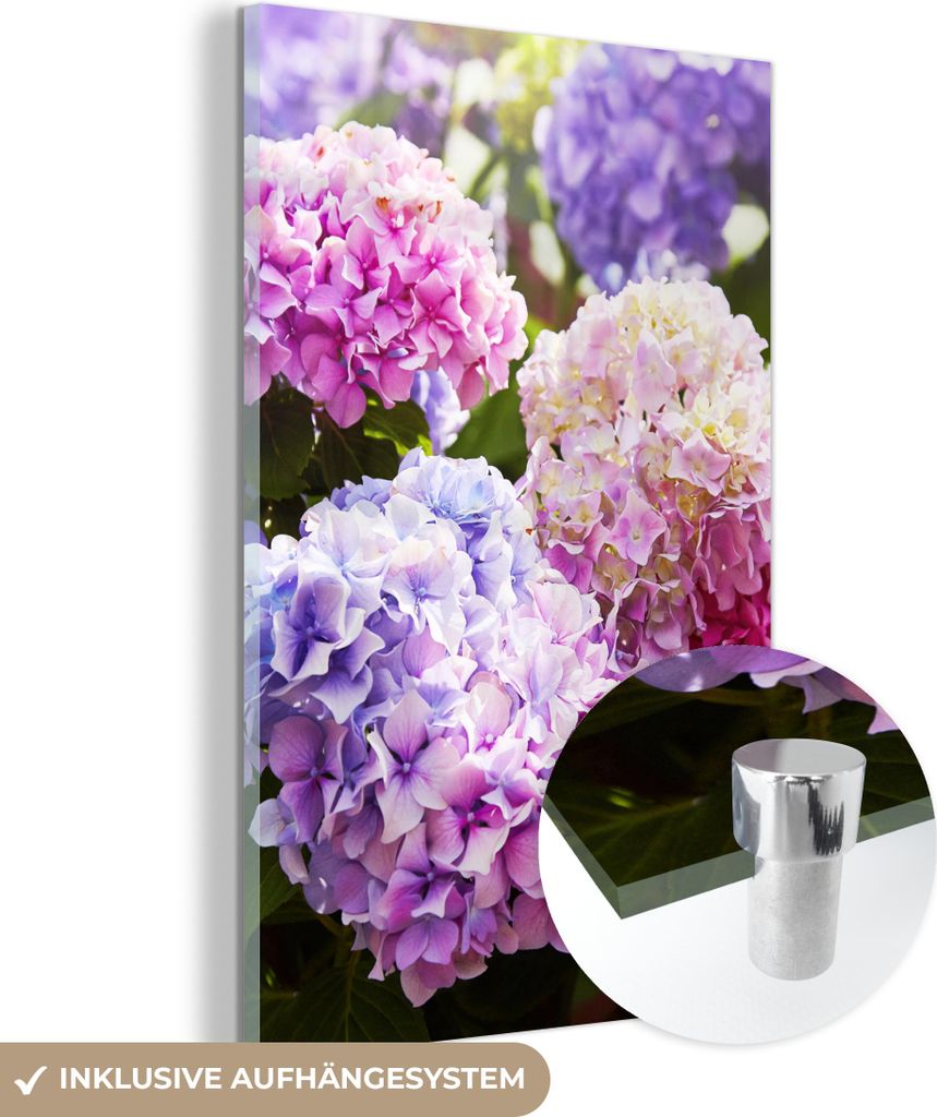 MuchoWow Glasbilder - Bilder auf Wandbild - Foto auf Glas Blumen - Hortensie - Rosa - Blätter - Sonne 40x60 cm Wanddekoration aus Glas - Acrylglas...