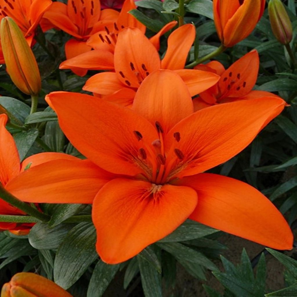 Lys Asiatique Orange Eté 1 pcs Lys bulbes Lys bulbes Image du produit 