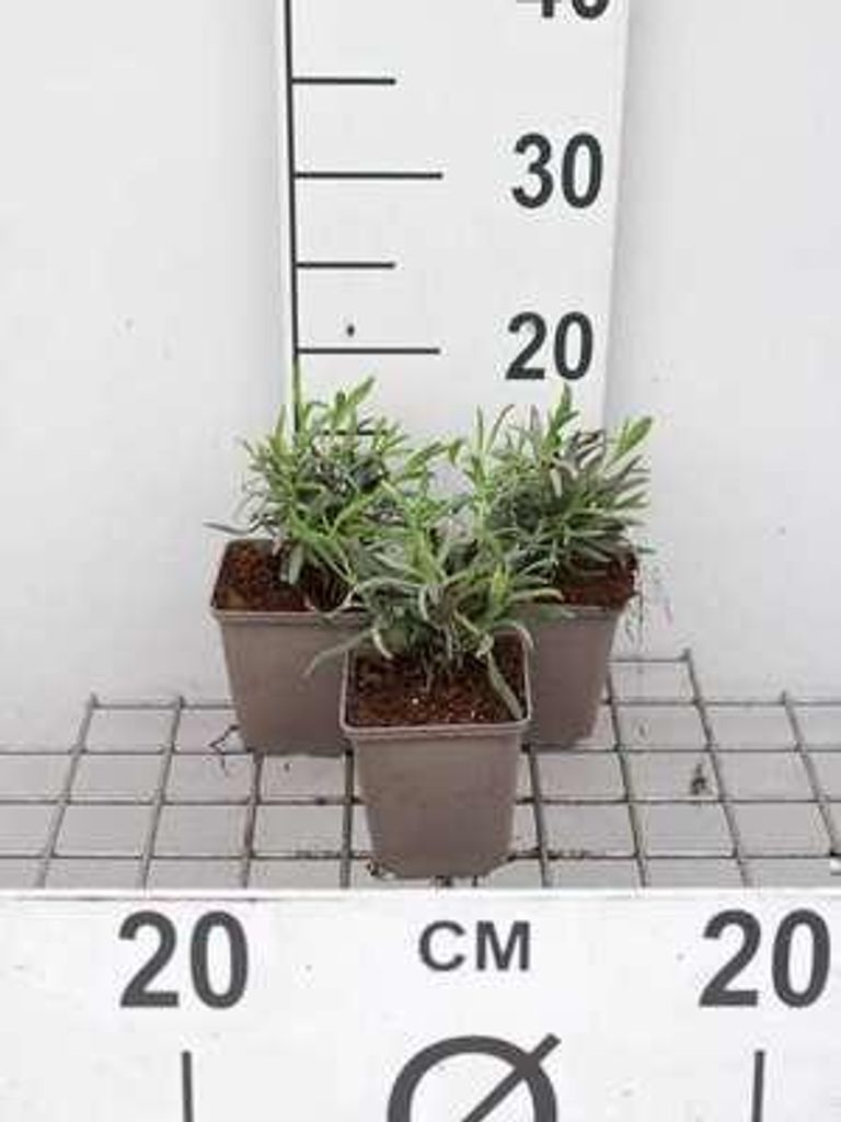 6 x Lavandula int. 'Alba' - Lavendel - Topf 9 x 9 cm