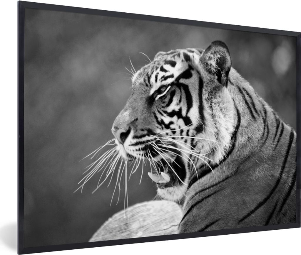 MuchoWow MuchoWow Gerahmtes Poster Tiger - Wild - Schwarz - Weiß 60x40 cm - Poster mit zchwarzem Bilderrahmen - Printing - Wanddeko Schlafzimmer