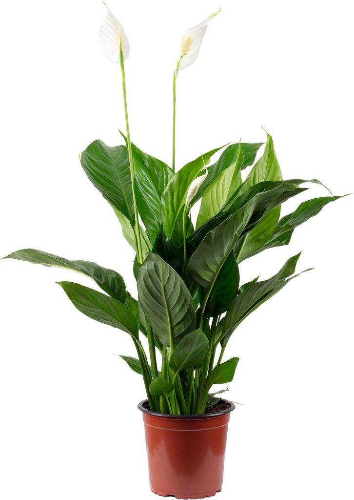 Feuille unique avec 3-5 fleurs/bourgeons - Spathiphyllum Image du produit 
