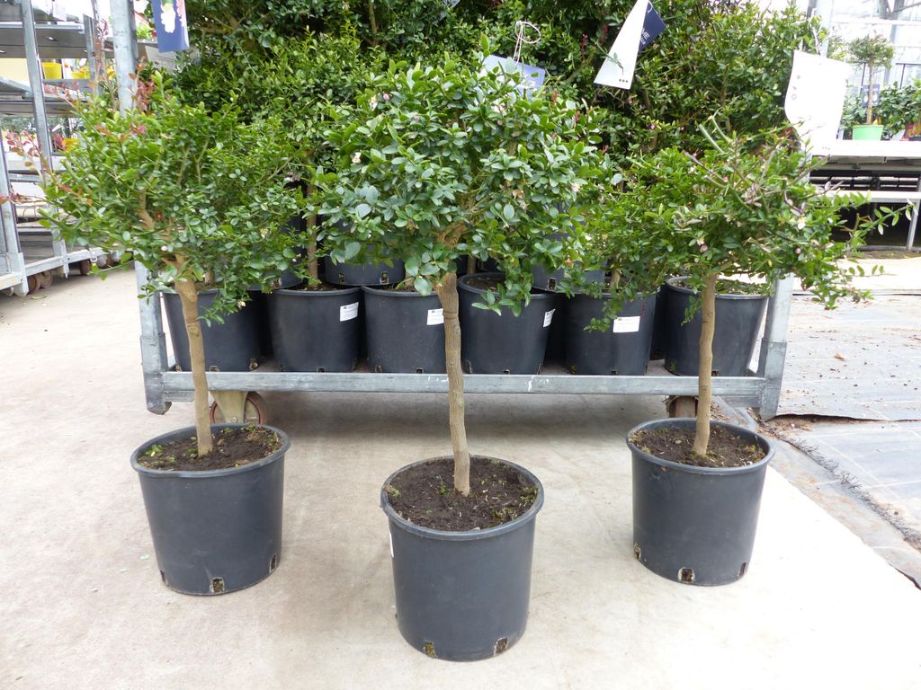 Kaviarlimette 65 - 75 cm | grüner Kaviar | Zitrusbaum | Produktbild 