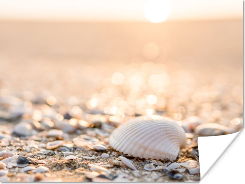 MuchoWow Poster Muscheln - Weiß - Strand - Sommer 120x90 cm - Wandbild