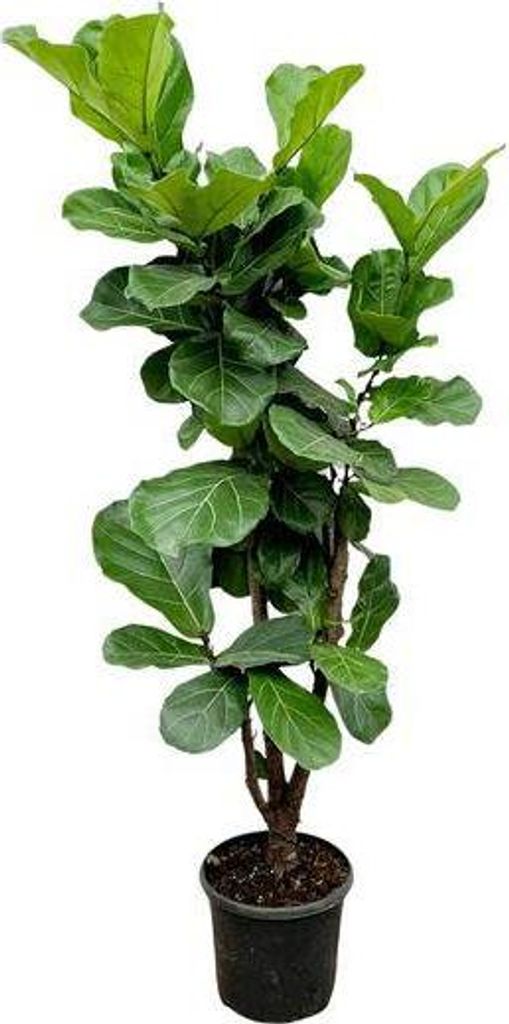 Feigenbaum – Ficus Lyrata – ca. 170cm hoch – Ø32cm – Geigenfeige als imposante Zimmerpflanze – XXL Grünpflanze mit großen Blättern ...