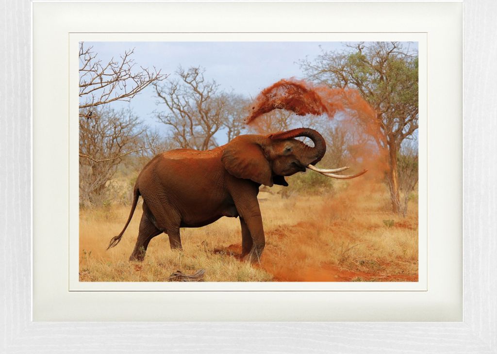 Elefanten Gerahmtes Bild Mit Edlem Passepartout | Wand-Bilder | Im Bilderrahmen - Afrikanischer Elefant Nimmt Eine Sanddusche (30 x 40 cm)