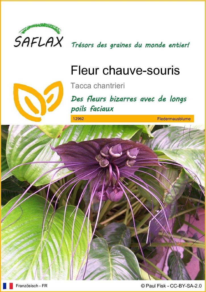 SAFLAX  - Fleur chauve-souris - 10 graines - Tacca Image du produit 