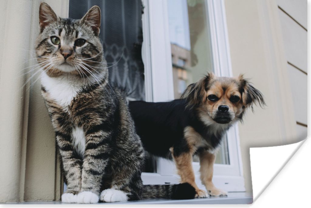 MuchoWow Poster Katze - Hund - Tiere 30x20 cm - Plakate - Print
