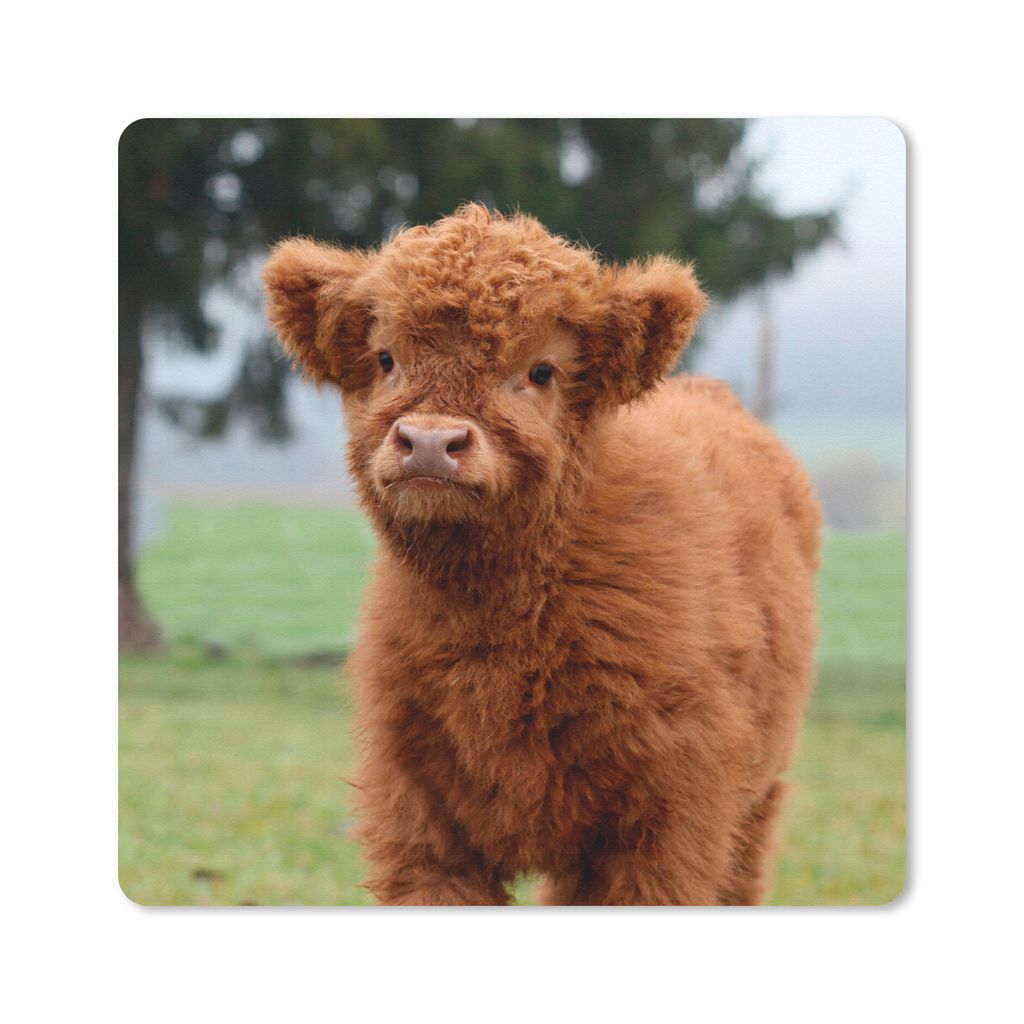 MuchoWow Mauspad Mousepad Scottish Highlander - Kalb - Gras 20x20 cm - Mousepads - Maus Mat - Pad - Mausunterlage - Desk Mat - Bureauartikeln
