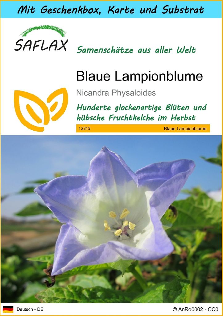 SAFLAX - Geschenk Set - Blaue Lampionblume - 100 Samen - Mit Geschenk- / Versandbox, Versandaufkleber, Geschenkkarte und Anzuchtsubstrat - Nicandra...