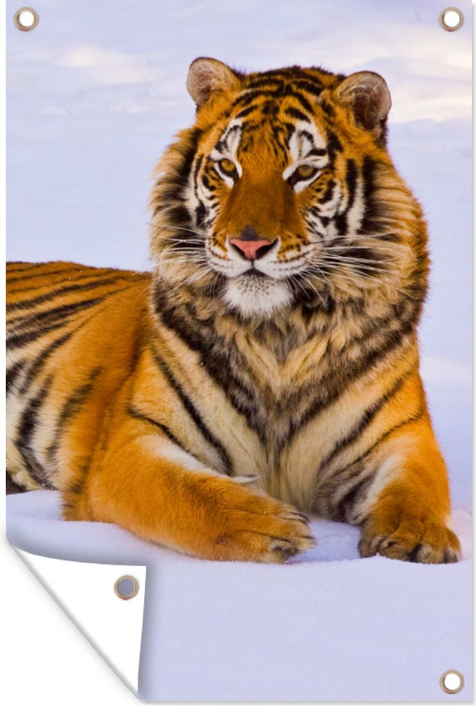 MuchoWow 80x120 cm Outdoor-Poster Gartendeko Sichtschutz Garten Poster für den Garten Tiger - Schnee - Winter - Tiere