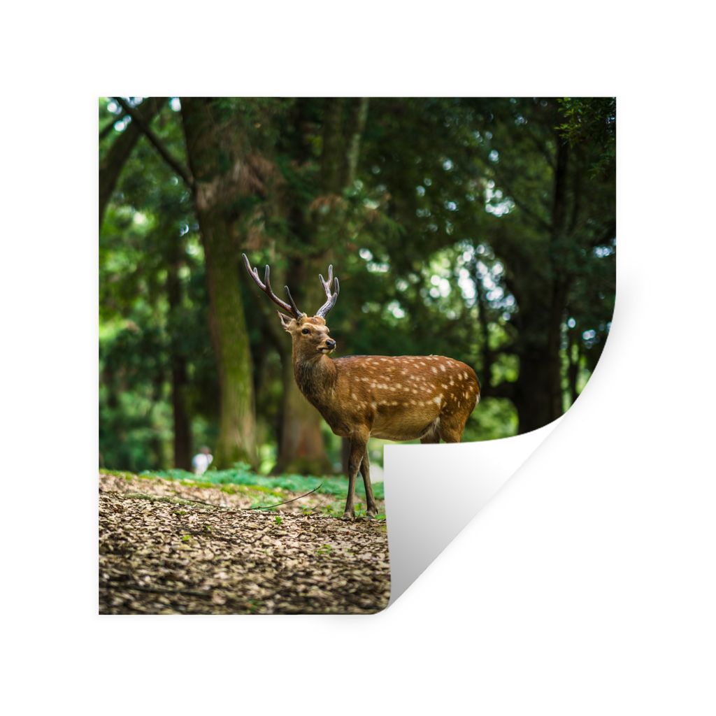 MuchoWow Wandtattoo Wandsticker Wandaufkleber Rotwild - Wald - Tier 50x50 cm Selbstklebend und Repositionierbar - Selbstklebend - Fototapeten