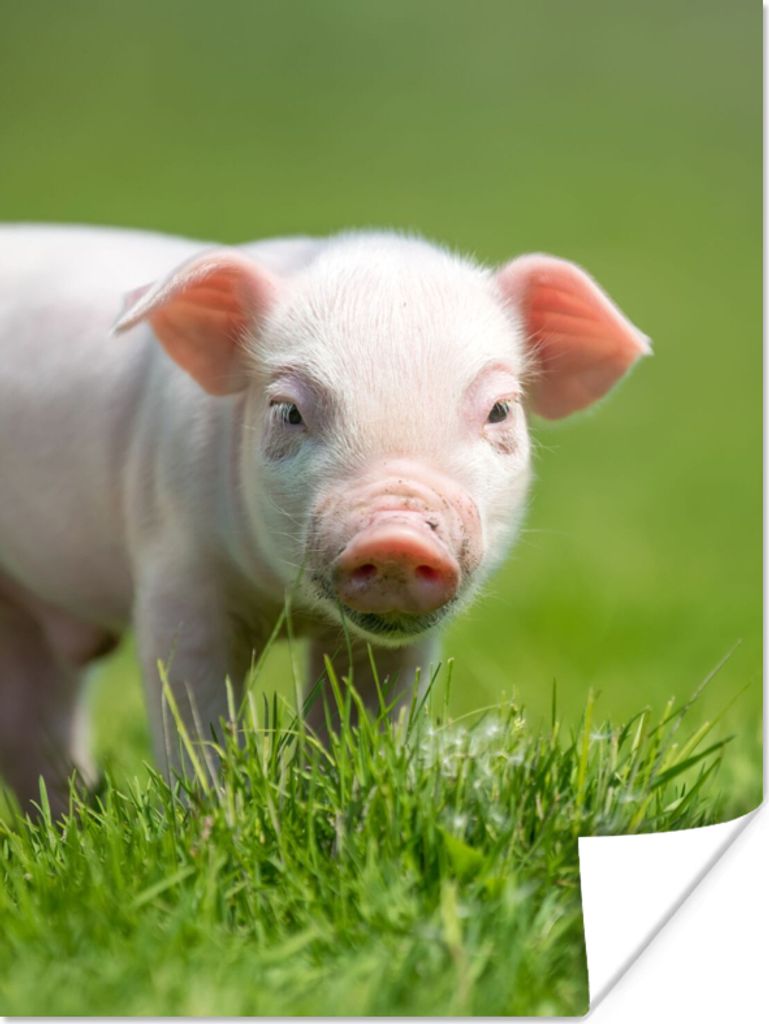 MuchoWow Poster Ferkel - Kaninchen - Tiere 30x40 cm - Wandplakat - Poster Kinderzimmer