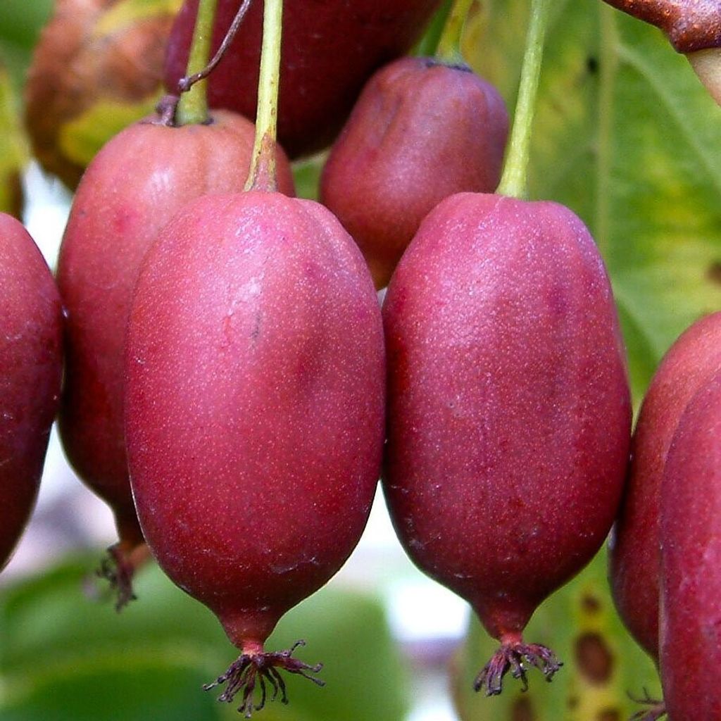 A close-up of several red kiwi berries hanging from a branch.