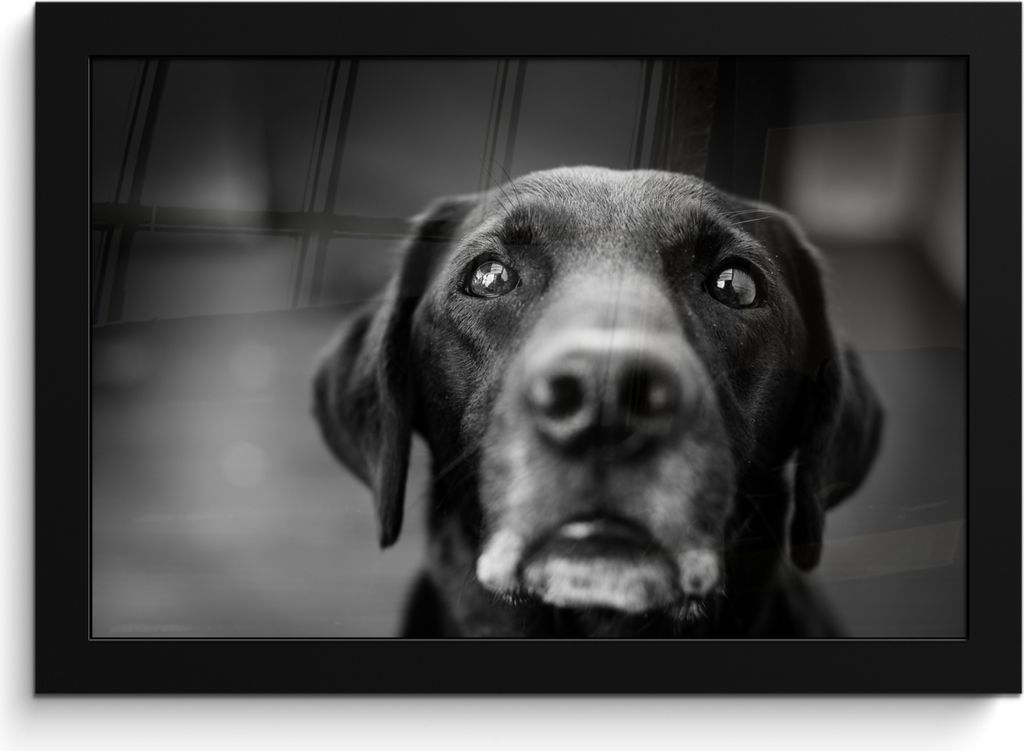 MuchoWow® MuchoWow® Gerahmtes Poster Tierprofil Labrador Produktbild 