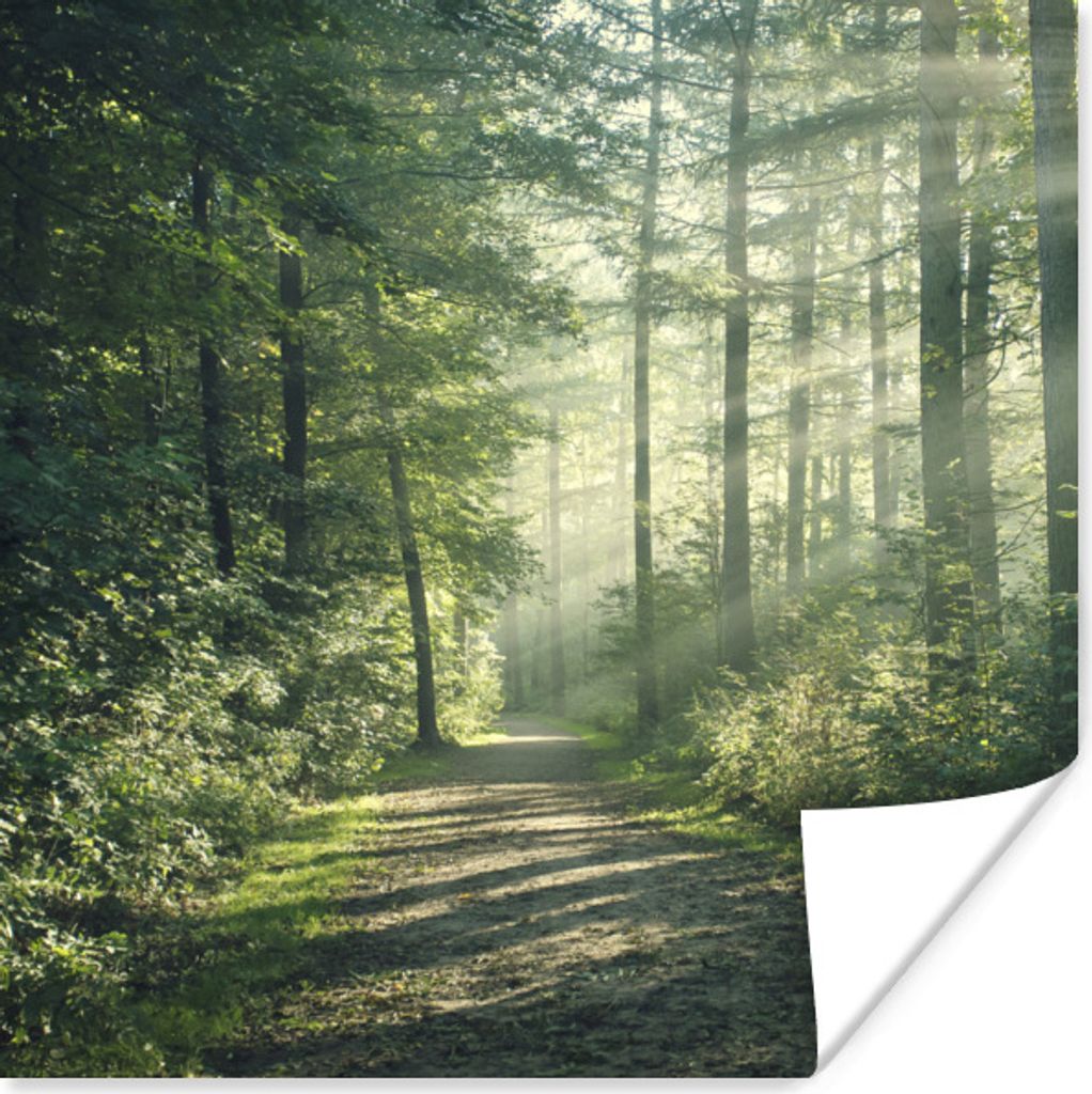 MuchoWow Poster Wald - Weg - Sonne - Bäume - Grün - Natur 100x100 cm - Babyzimmer
