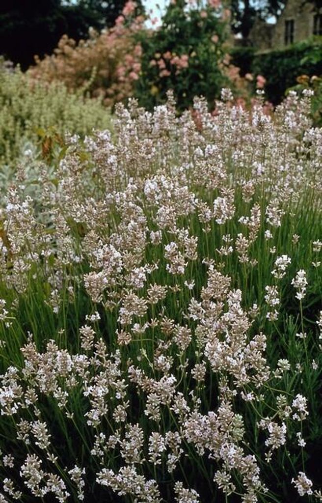 Lavandula intermedia 'Edelweiss' – 48 Pflanzen – Winterharter Weißblühender Lavendel – Duftend & Bienenfreundlich – Pflegeleicht für Bee...