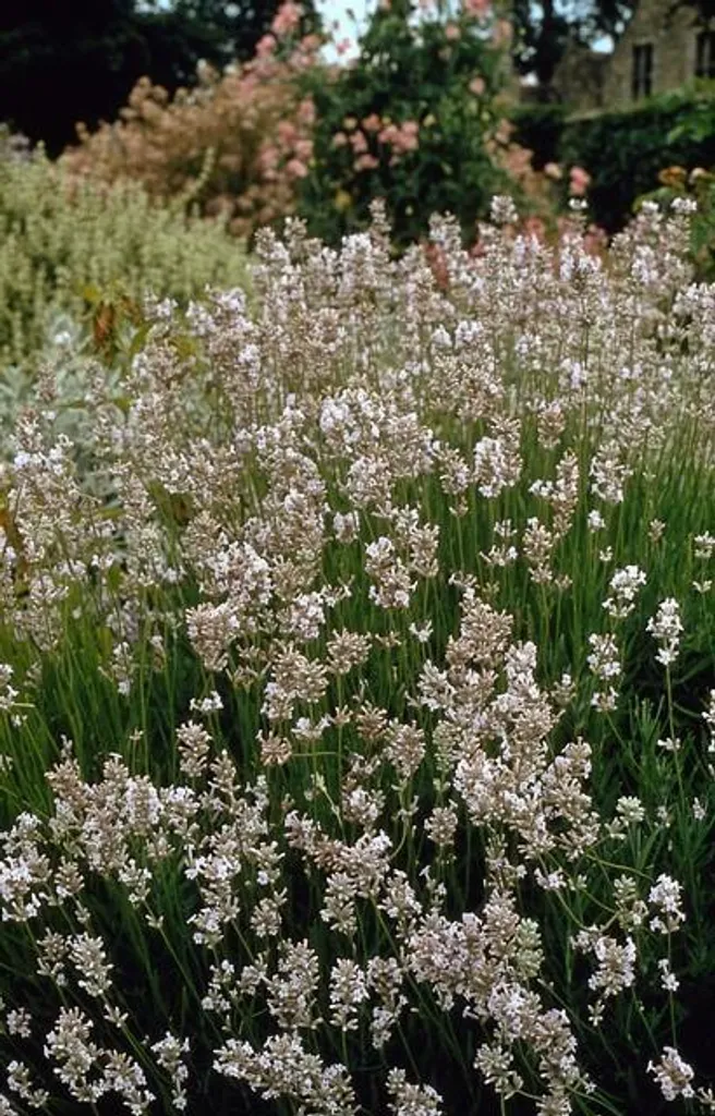 Lavande Lavandula Edelweiss Lot de 6 Plantes en Pot Ø9cm Rustiques