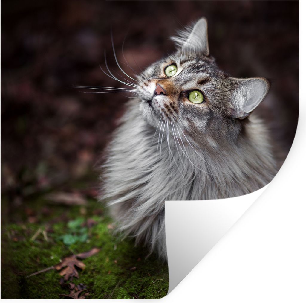 MuchoWow Wandtattoo Wandsticker Wandaufkleber Eine graue Maine Coon Katze 30x30 cm Selbstklebend und Repositionierbar - Repositionierbar - Wasser...