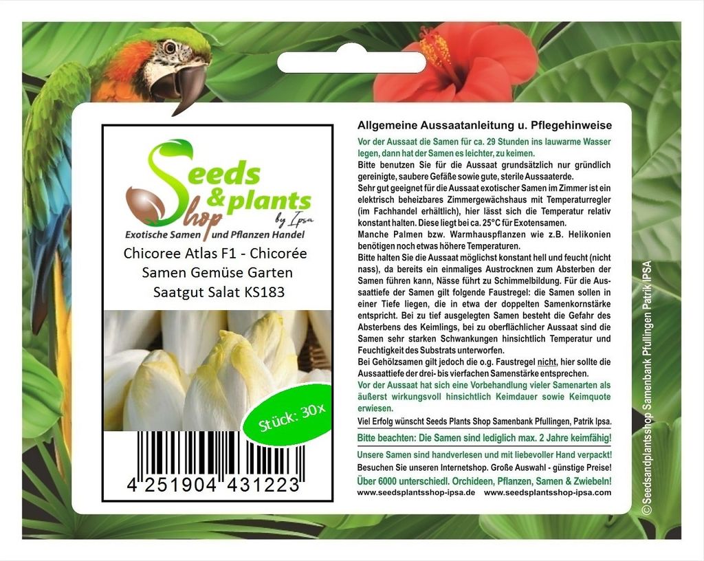 30x Chicoree Atlas F1 - Chicorée Samen Gemüse Garten Saatgut Salat KS183