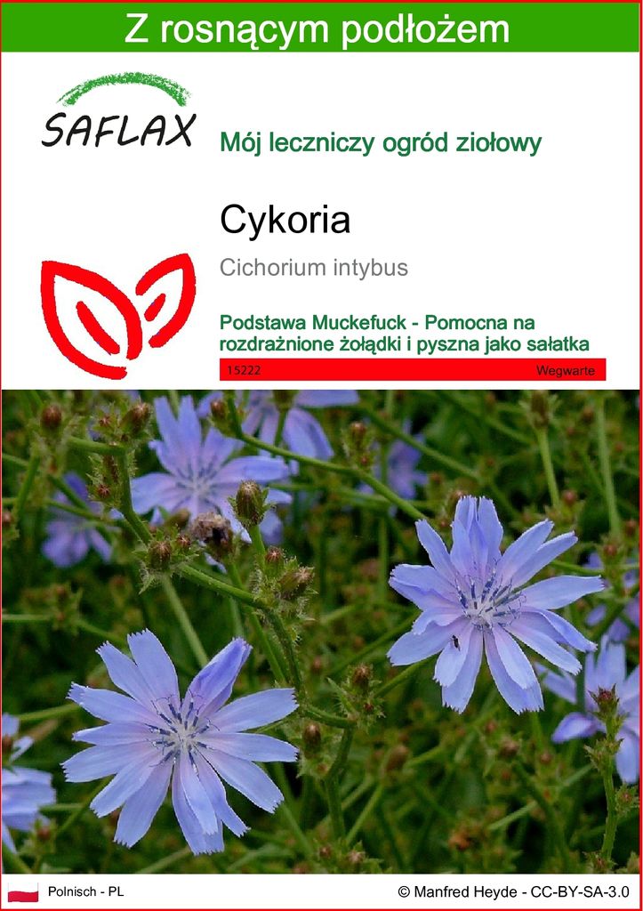 SAFLAX - Cykoria - 250 Nasiona - Z podłożem uprawowym Zdjęcie produktu 