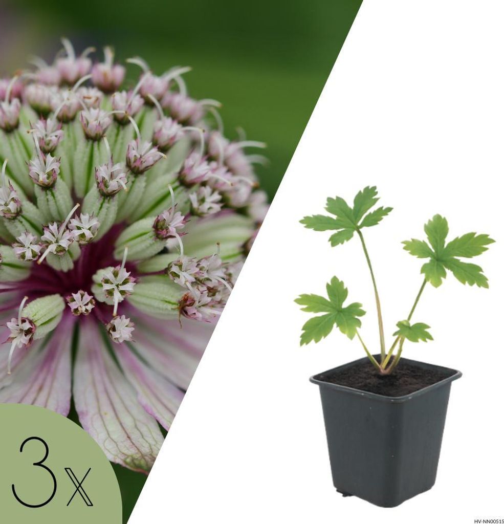 Sterndolde, Set mit 3 Pflanzen, Astrantia major, mehrjährige Beetpflanzen, bienenfreundlich
