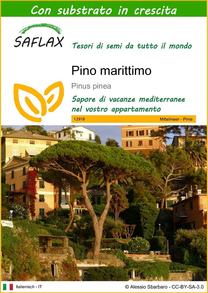 SAFLAX  - Pino marittimo - 6 semi - Con substrato - Pinus Immagine del prodotto 