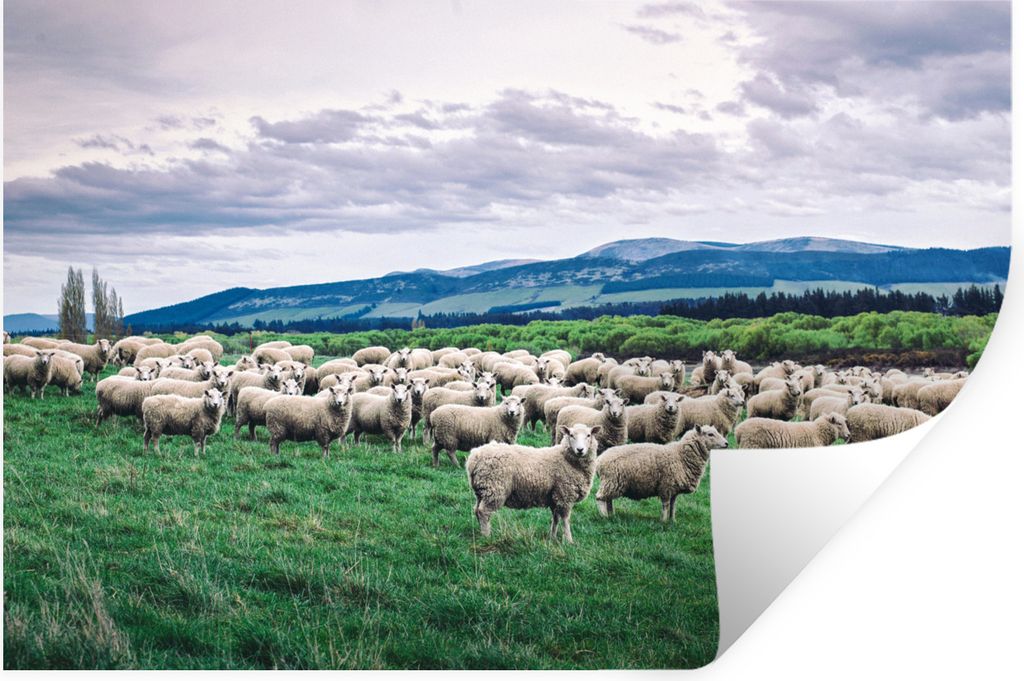 MuchoWow Wandtattoo Wandsticker Wandaufkleber Schafe - Natur - Gras 30x20 cm Selbstklebend und Repositionierbar - Wierderverwendbar - Selbstklebend