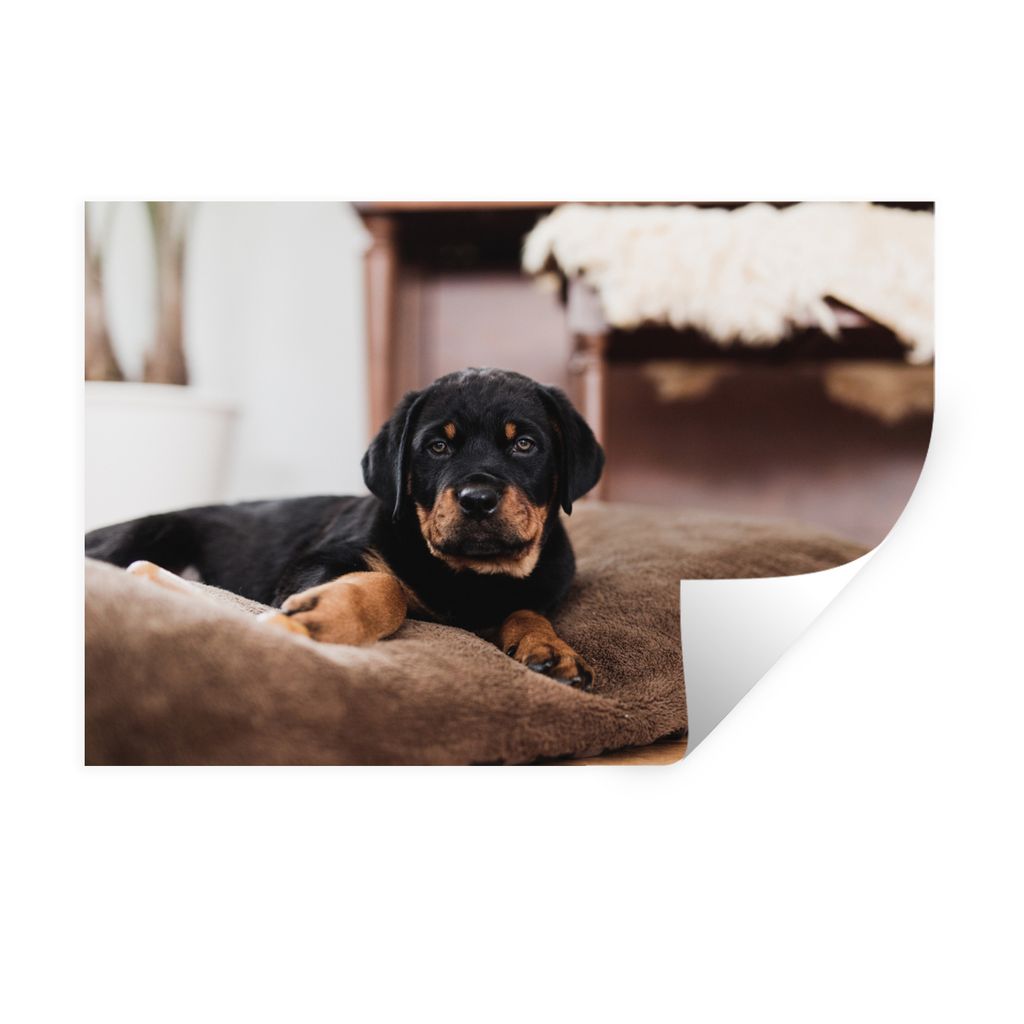 MuchoWow Wandtattoo Wandsticker Wandaufkleber Rottweiler-Welpe liegt auf einem weichen Kissen 60x40 cm Selbstklebend und Repositionierbar - Wierd...