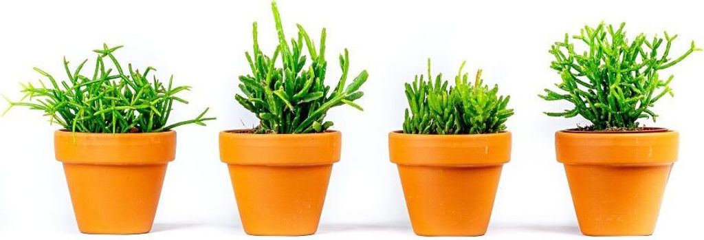 Gardners Rhipsalis mix, priemer 6 cm Obrázok produktu 