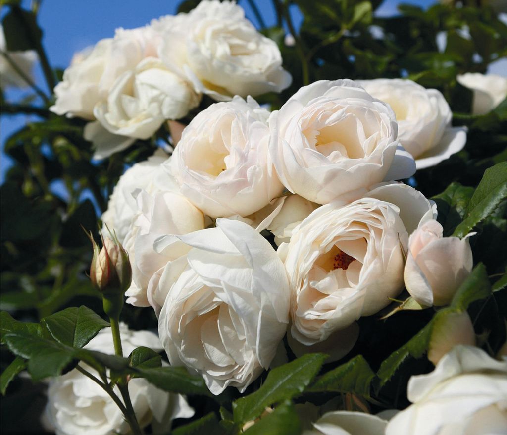 Dehner Rose Kletterrose Uetersener Klosterrose®, Züchter Produktbild 