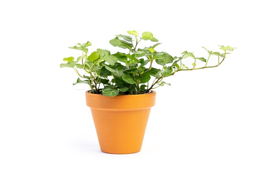 Gardners Hedera helix Green Wonder, průměr 9 cm Obrázek produktu 