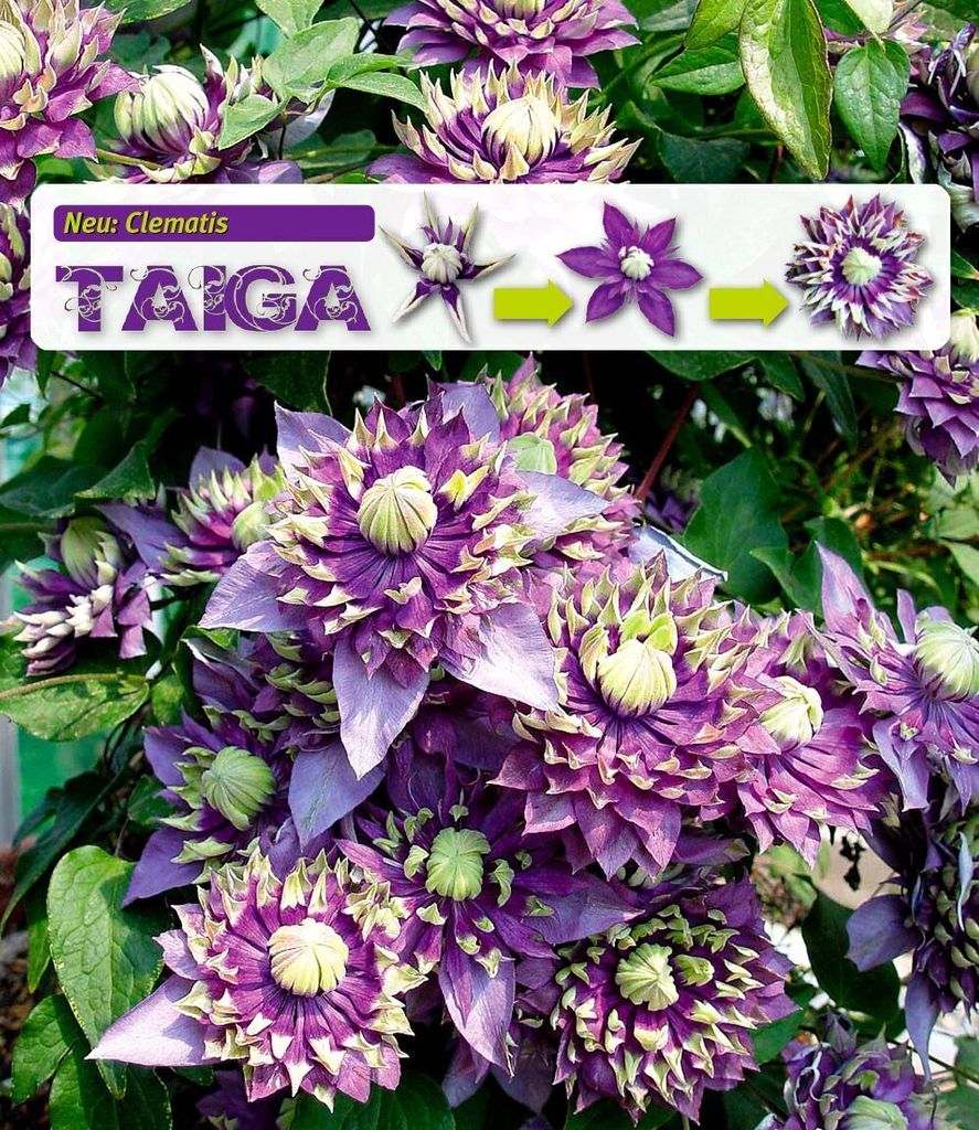 BALDUR Garten Gefüllte 1x Clematis Taiga , Pflanze im 11 cm-Topf, Waldrebe winterhart, Klematis, mehrjährige blühende Kletterpflanze, pflegelei...