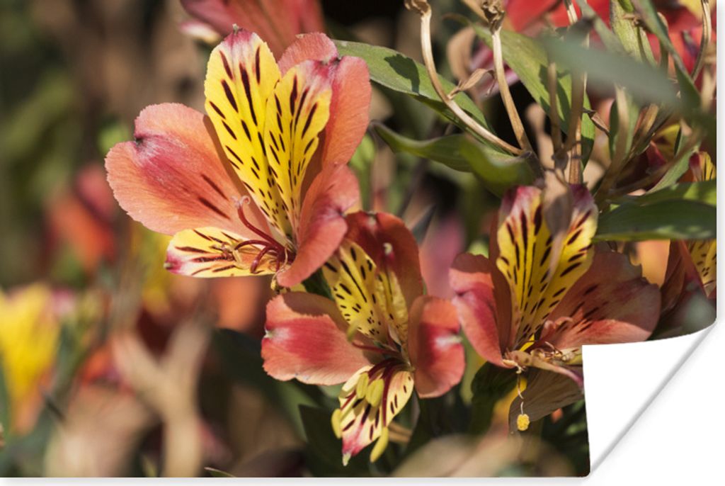 MuchoWow Poster Alstroemeria in der Variante 'Indian Summer 60x40 cm - Schlafzimmerdekoration