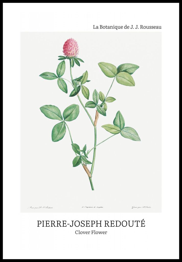 Plakat 61x91,5cm Design Kleeblattblume, Redoute Vintage für das Wohnzimmer
