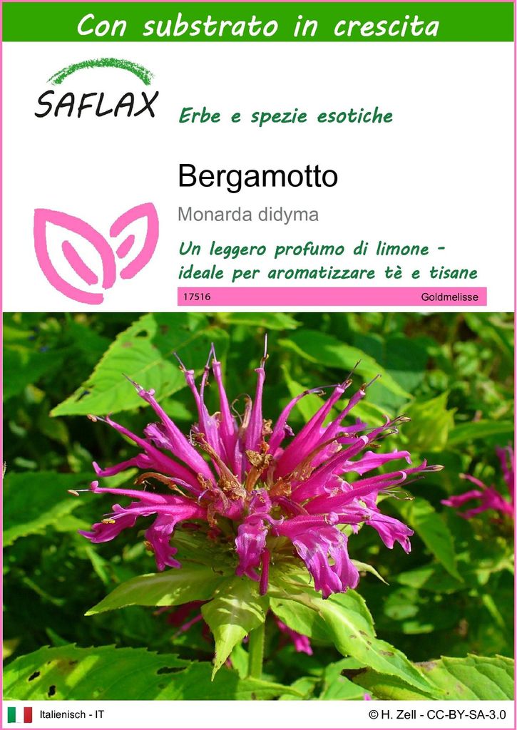 SAFLAX  - Bergamotto - 20 semi - Con substrato - Monarda Immagine del prodotto 