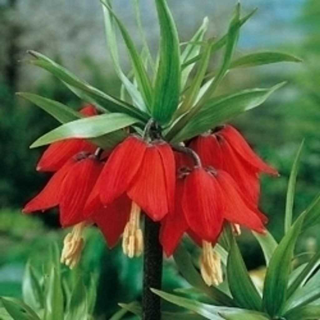 Rote Kaiserkronen Fritillaria imperialis rubra maxima, Gr. Produktbild 