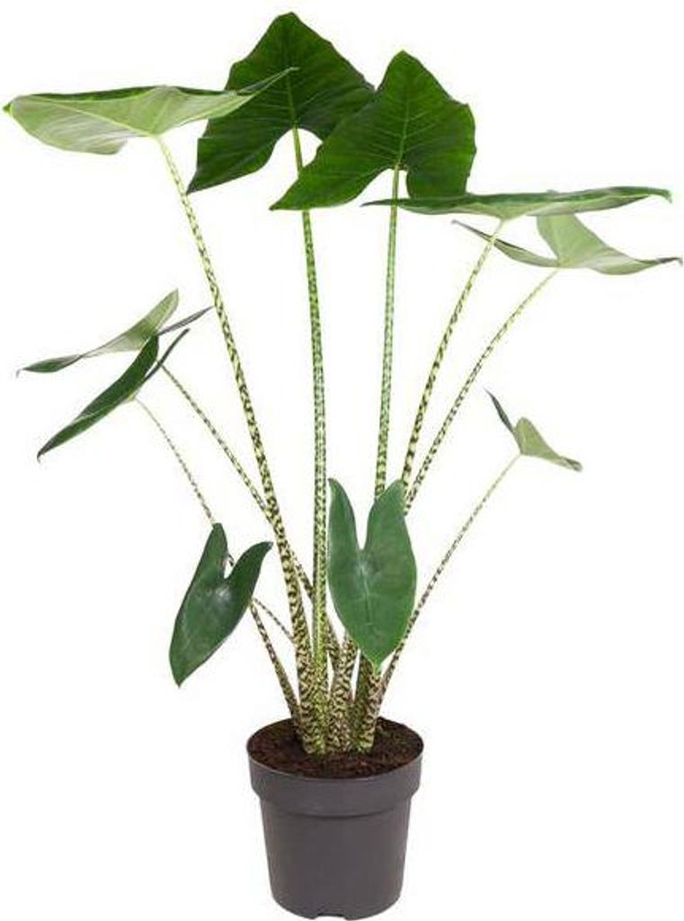 Tiger-Pfeilblatt – Alocasia Zebrina – Zimmerpflanze – 130cm – Ø32cm – tropische Grünpflanze mit Zebramuster-Stielen – dekorative Indo...