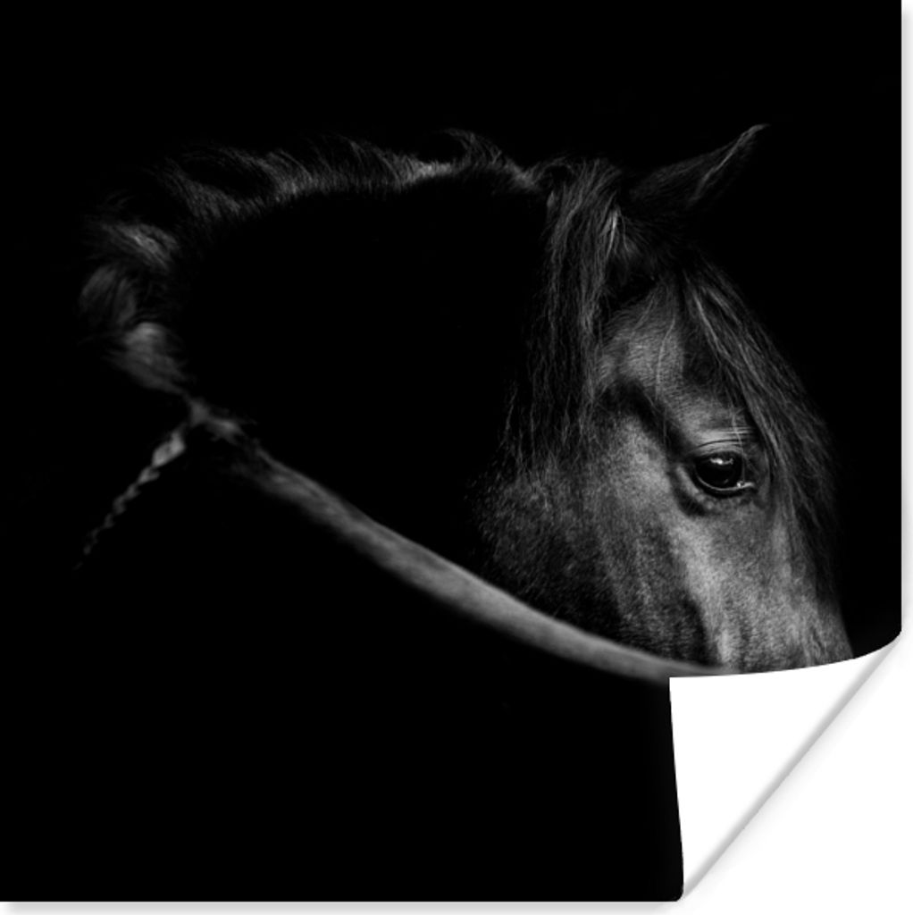 MuchoWow Poster Pferde - Porträt - Schwarz - Tiere 75x75 cm - Wand Dekoration