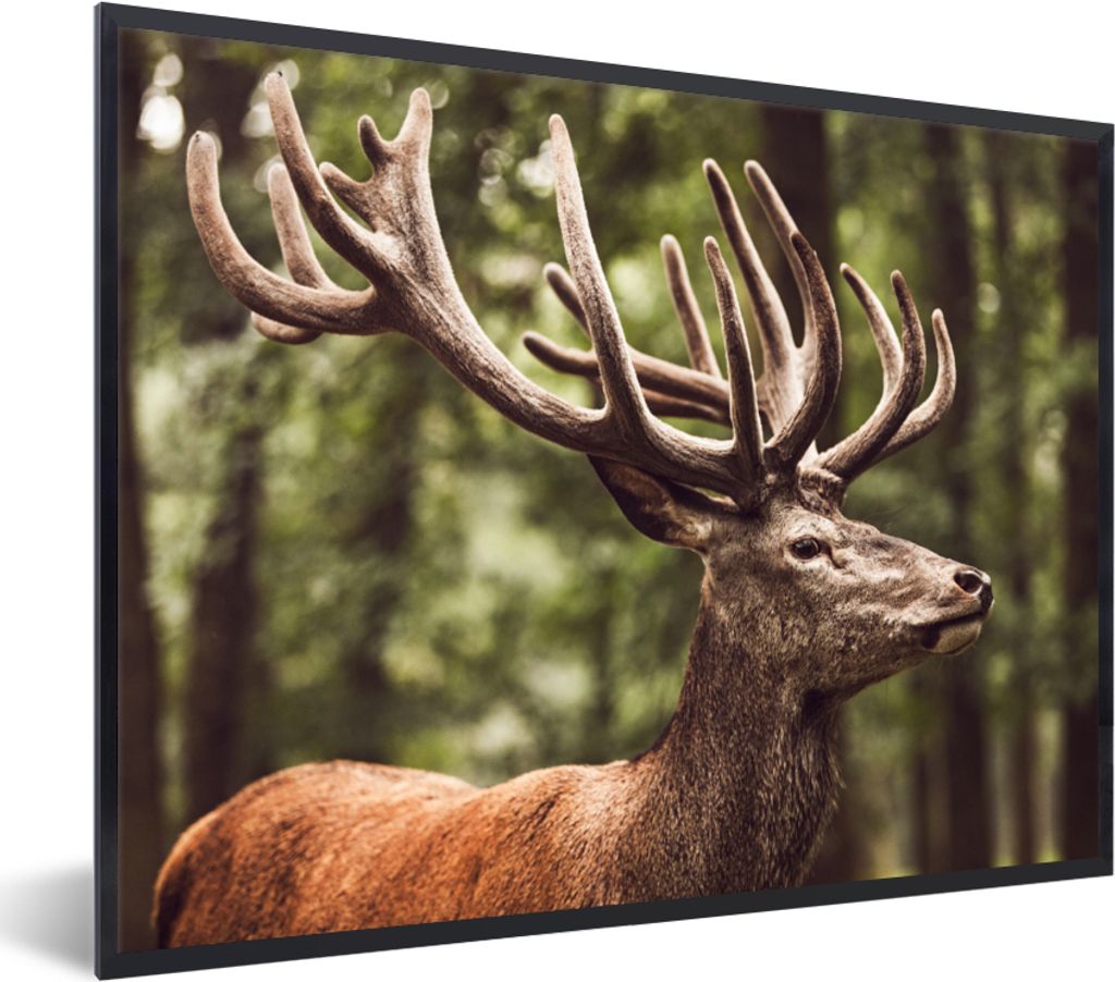 MuchoWow Gerahmtes Poster Hirsch - Natur - Geweih - Wald - Tiere 40x30 cm - Poster mit Schwarzem Bilderrahmen Wandposter Rahmen Foto Bilder - Kun...