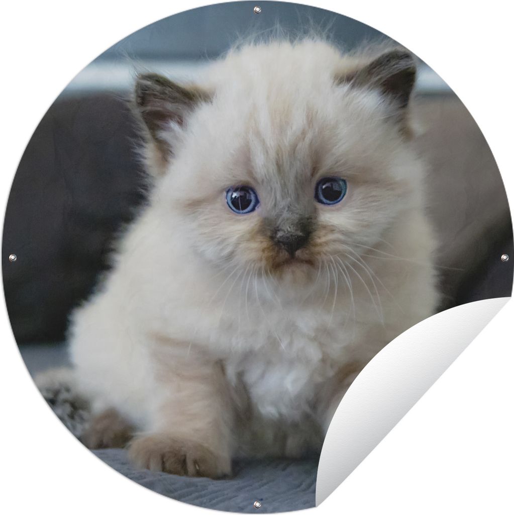 MuchoWow Gartenposter Outdoor-Poster Rund Kätzchen - Katze - Tier Ø 90 cm Gartendeko Rundes Poster draußen