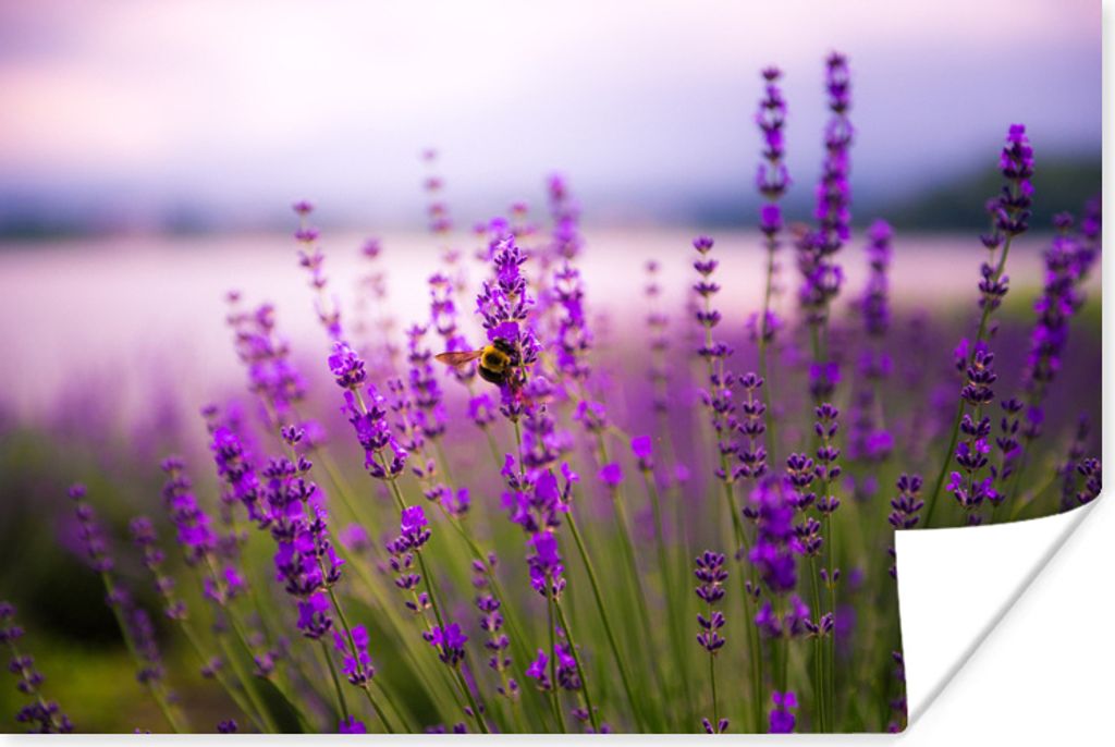 MuchoWow Poster Lavendel mit Biene 90x60 cm - Schlafzimmer
