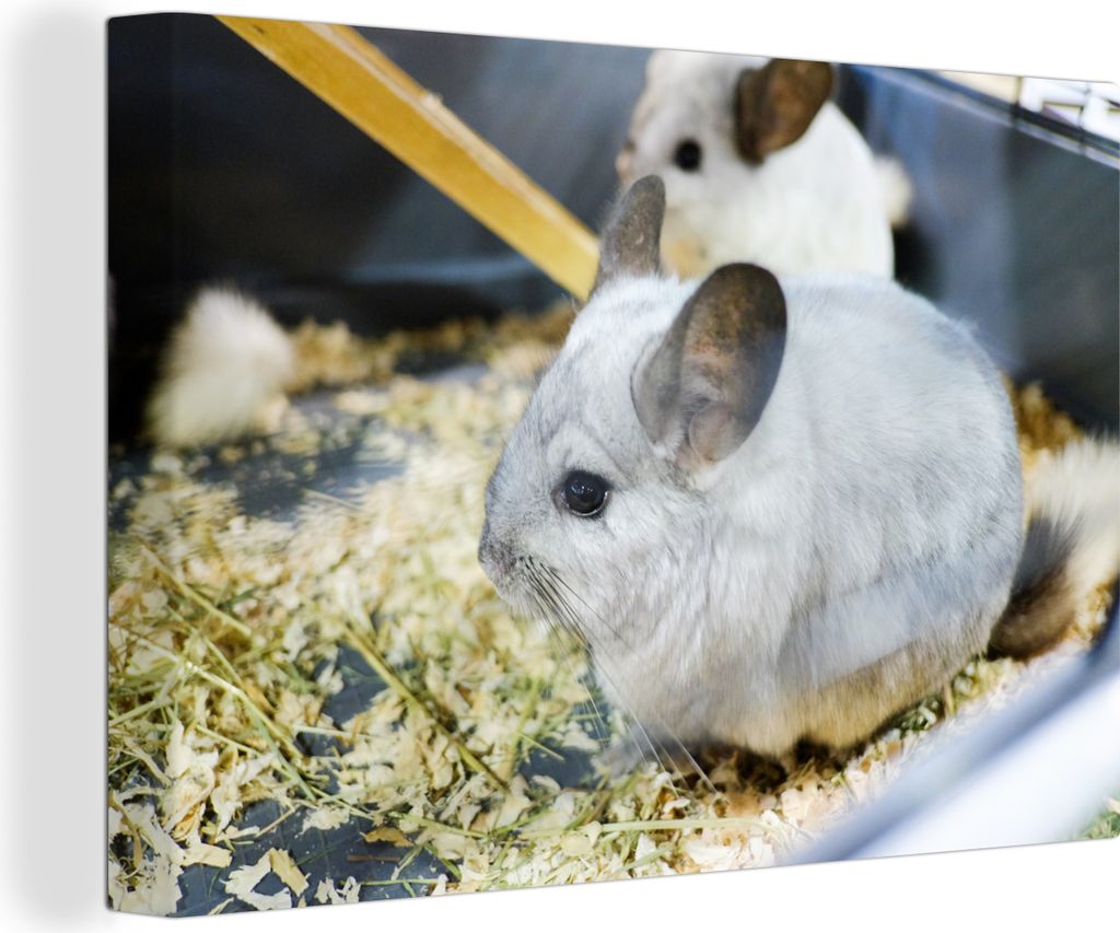 OneMillionCanvasses - Leinwandbilder - 140x90 cm, Ein weiß-grau gefärbtes Chinchilla in einem Käfig, Wandbilder Kunstdruck Wanddekoration - Fo...