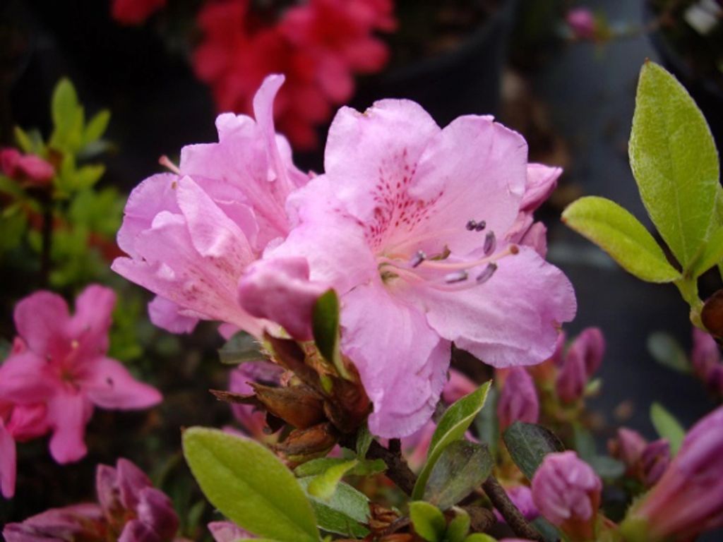 Japanische Azalee Multiflorum Lila - Rhododendron obtusum - Produktbild 