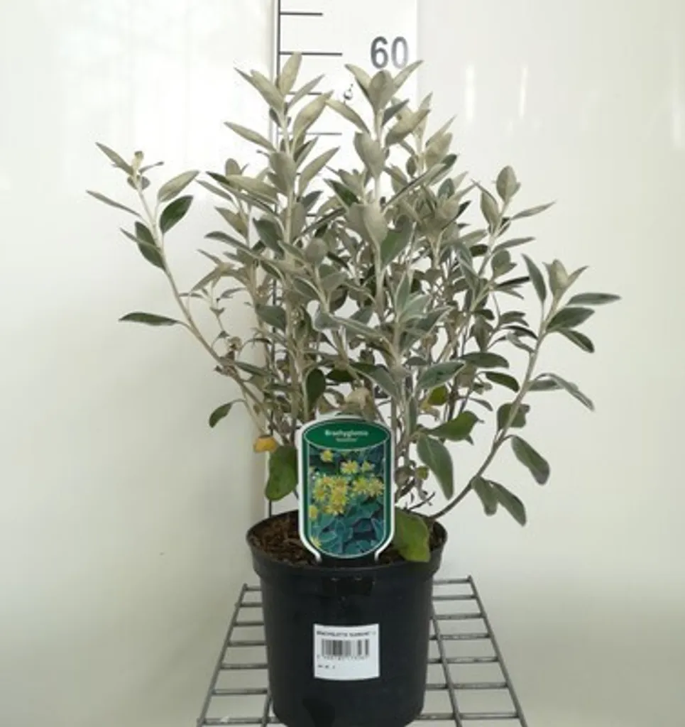 Brachyglottis Sunshine - Arbuste sans entretien pour sol sec et pauvre