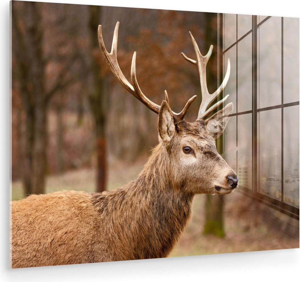 MuchoWow Glasbilder - Bilder auf Wandbild - Foto auf Glas Hirsch - Tier - Wald - Herbst - Hirschkopf - Braun - Natur 80x60 cm Wanddekoration aus Gl...