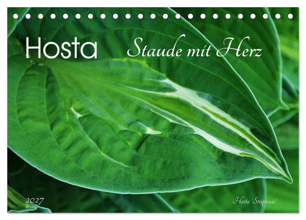 Hosta Staude mit Herz (Tischkalender 2027 DIN A5 quer), CALVENDO Monatskalender
